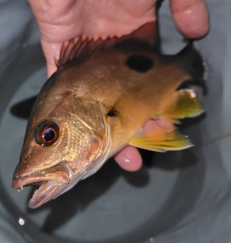 クロホシフエダイの釣果