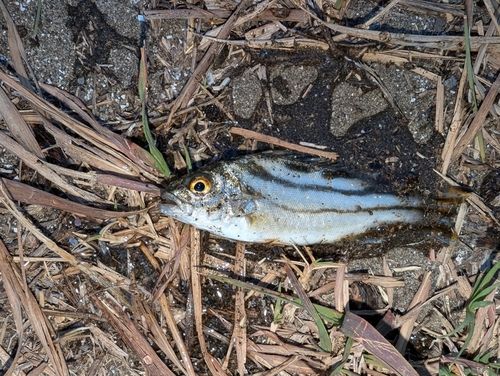 コトヒキの釣果