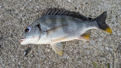 キビレの釣果