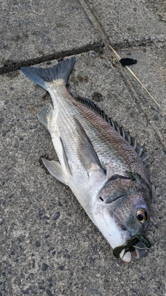 チヌの釣果