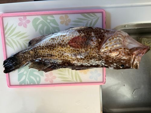 オオモンハタの釣果