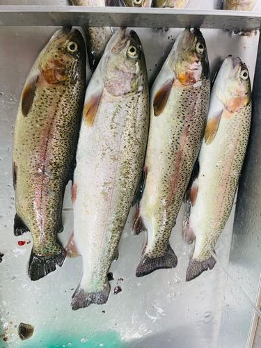 レインボートラウトの釣果