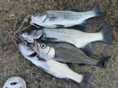 ヒラスズキの釣果
