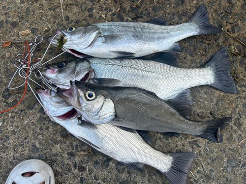 ヒラスズキの釣果