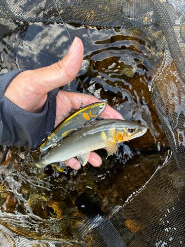 アユの釣果