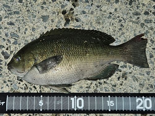 メジナの釣果