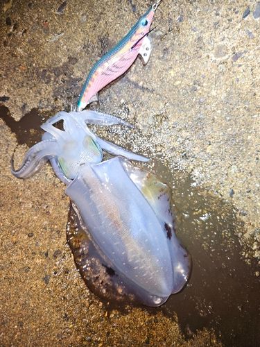 アオリイカの釣果