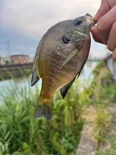 ブルーギルの釣果