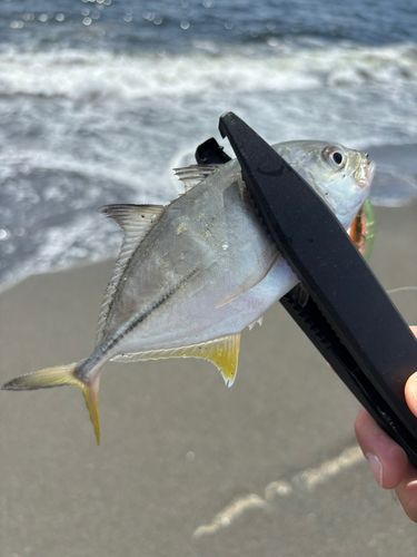 メッキの釣果