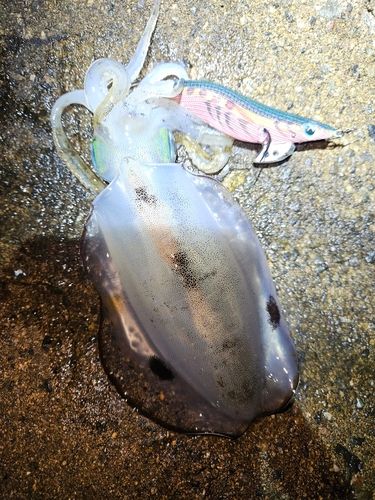 アオリイカの釣果