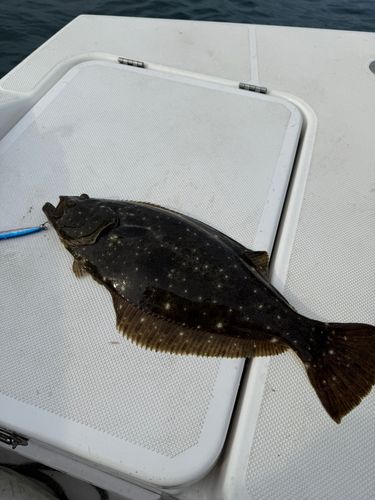 ヒラメの釣果