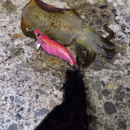 アオリイカ
