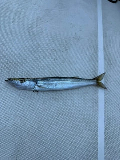 カマスの釣果