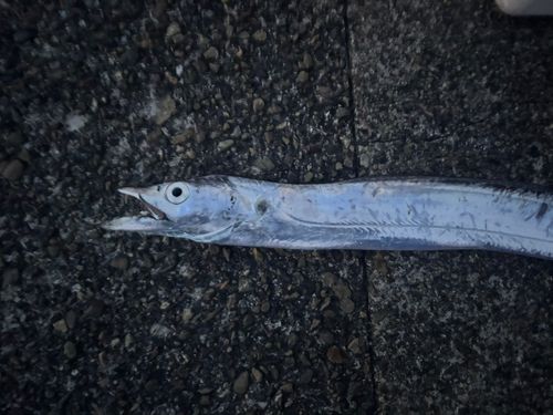 タチウオの釣果