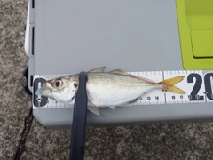 マアジの釣果