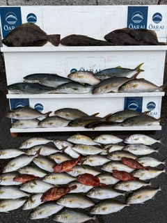 ショゴの釣果