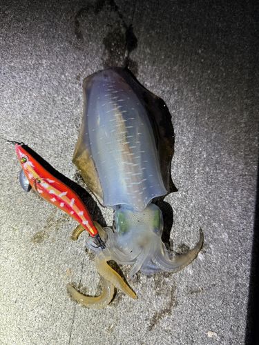 アオリイカの釣果