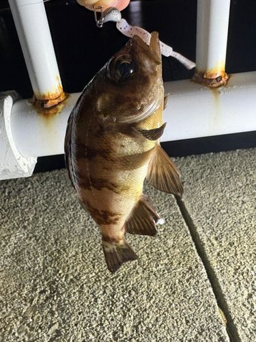 メバルの釣果