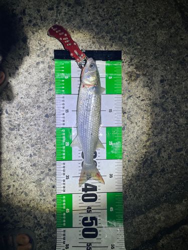 ボラの釣果