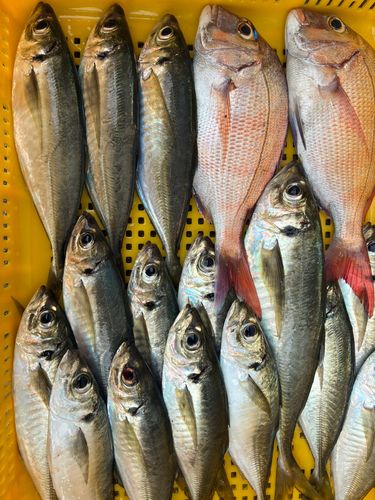 タチウオの釣果