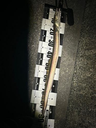 ハモの釣果
