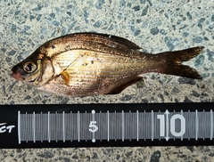 ウミタナゴの釣果