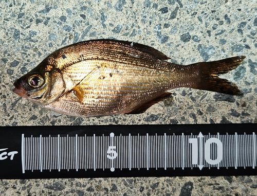 ウミタナゴの釣果