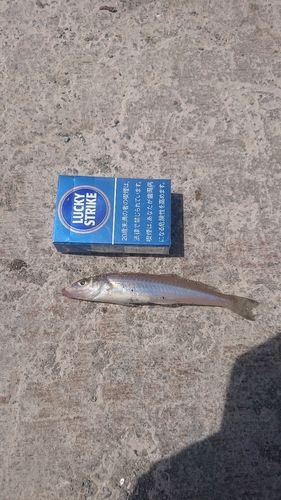 キスの釣果