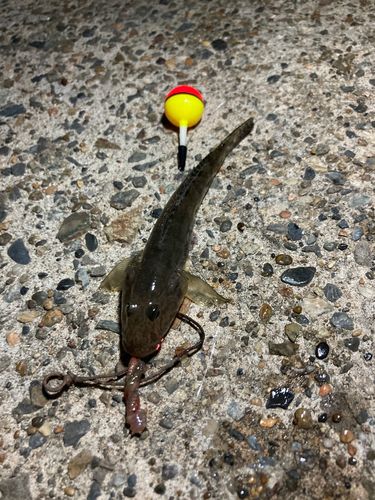 マハゼの釣果