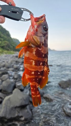 アカハタの釣果