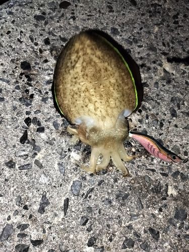 コウイカの釣果