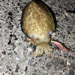 コウイカ
