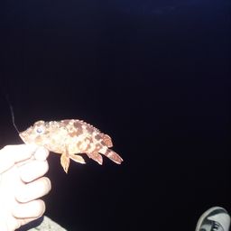カサゴ