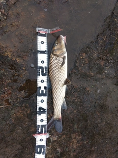 ニゴイの釣果