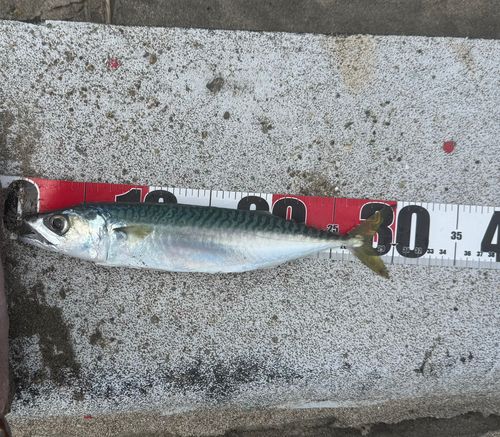 マサバの釣果