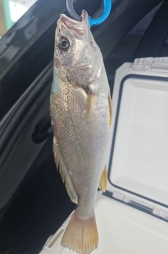 ニベの釣果