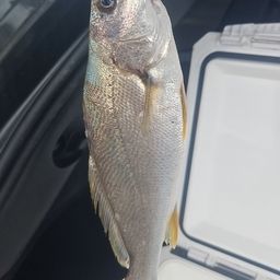 ニベ