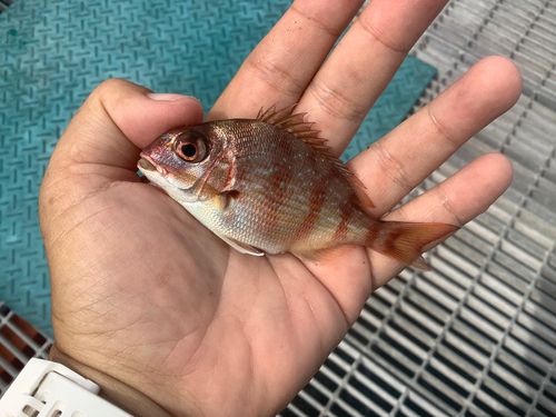 マダイの釣果