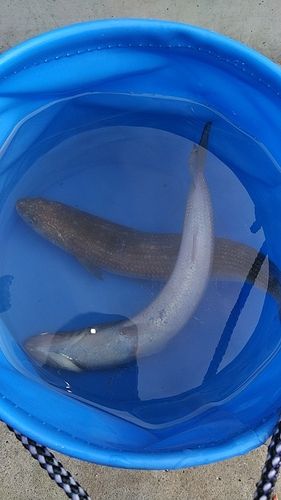 エソの釣果