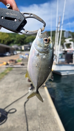メッキの釣果