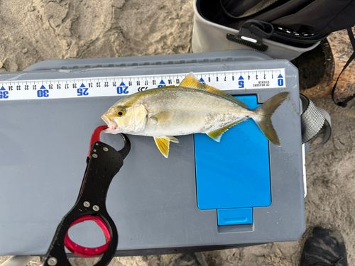 ショゴの釣果