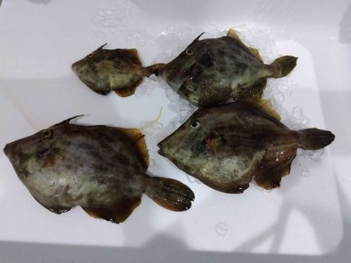 カワハギの釣果