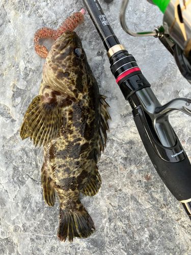 タケノコメバルの釣果
