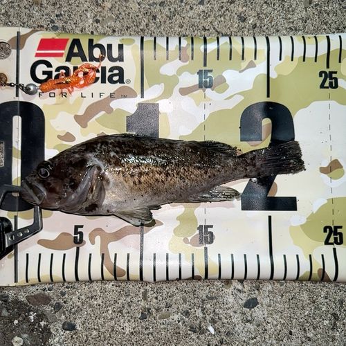 クロソイの釣果