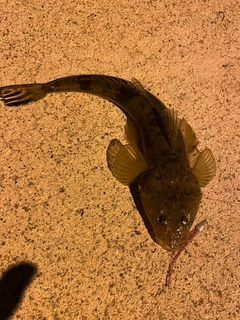 コチの釣果