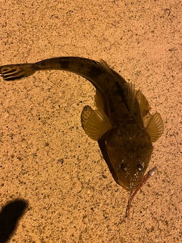 コチの釣果