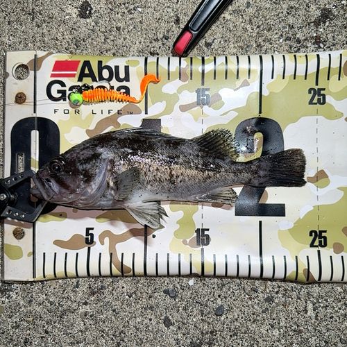 クロソイの釣果