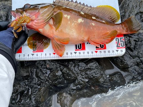 アカハタの釣果