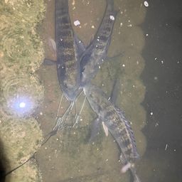 クロダイ