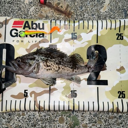 クロソイの釣果